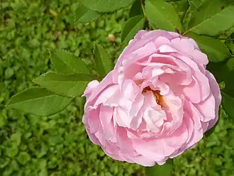 ‘Anna Scharsach’, Rudolf Geschwind, 1890