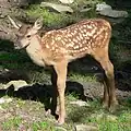 Hirschkalb