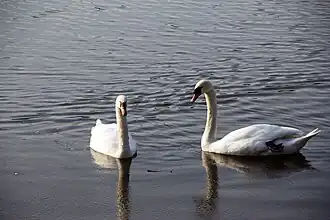 Schwanenpaar im März