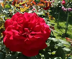 'Rouge Meilland', 1949