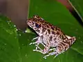 Frosch Hylarana glandulosa