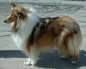 Collie (Langhaar)