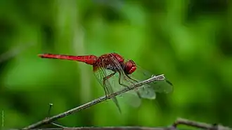 Crocothemis servilia ♂