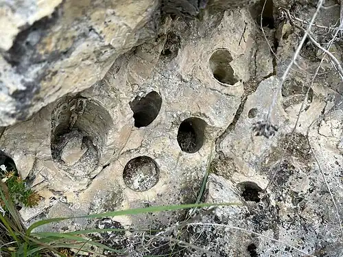 Rudistenkolonie im Angoumien des Aucors-Steinbruchs
