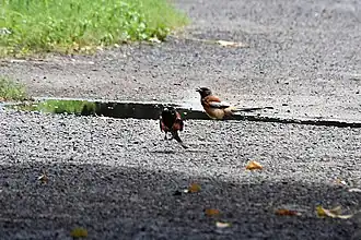 Zwei Wanderbaumelstern baden in einer Pfütze