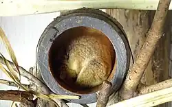 Brauner Mausmaki Microcebus rufus