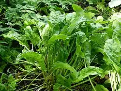 Sauerampfer Kultivar (Rumex acetosa)