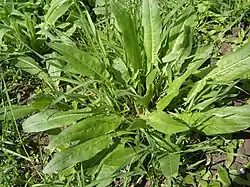 Sauerampfer (Rumex acetosa)