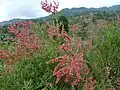 Afrikanischer Ampfer Rumex nervosus