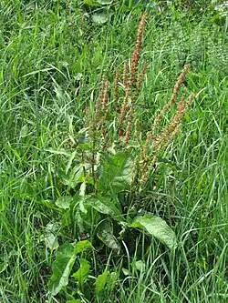 Stumpfblättriger Ampfer (Rumex obtusifolius)