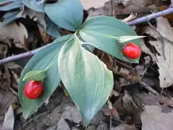 Ruscus hypoglossum L., geschützte Pflanze in einem Wald nahe Gabrovo.