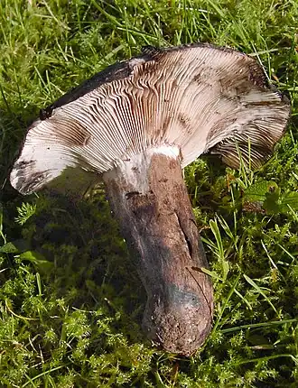 Dichtblättriger Schwärz-Täubling