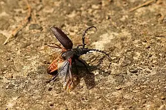 Sägebockmännchen beim Abflug