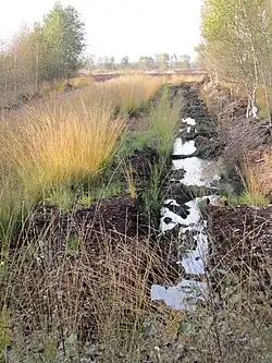 Naturschutzgebiet Südlohner Moor bei Kroge