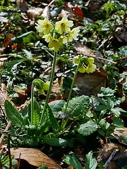 Hohe Schlüsselblume heimisch im NSG