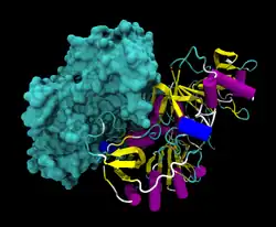 3-Ketosäure–CoA-Transferase 1