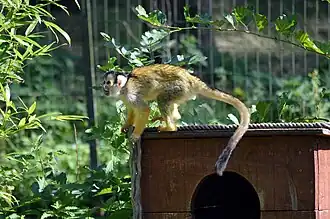 Dunkler Totenkopfaffe