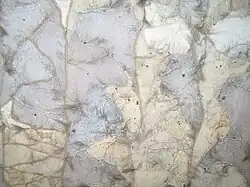 Zobel-Thiliki-Body, Lederseite II