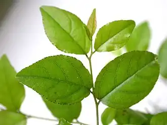 Zweig mit Blättern von Sageretia thea