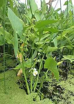 Gewöhnliches Pfeilkraut (auch andere Sagittaria-Arten, z.&nbsp;B. Sagittaria trifolia, Sagittaria latifolia) (die kleinen Knollen werden verwendet; nicht im Bild)