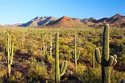 Saguaro-Nationalpark