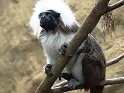 Lisztaffe (Saguinus oedipus)