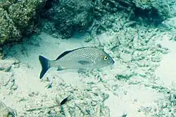 Adulter Grauflossen-Grunzer bei Bonaire