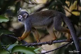 Guyana-Totenkopfaffe