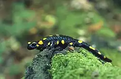 Ein gelbgefleckter Feuersalamander