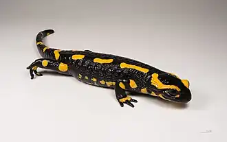 Feuersalamander (Salamandra salamandra)