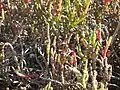 Salicornia ambigua