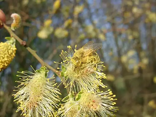 Männliche Blüten­kätzchen mit Pollen sammelnder Honig­biene