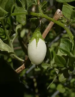 Salpichroa origanifolia