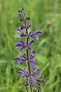 Wiesensalbei (Salvia pratensis)