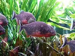 Rote Piranhas im Aquarium