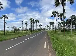 Straße durch den Palmenwald von Samba Dia