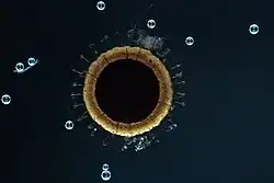 Ein Statoblast des Süßwasser-Bryozoons (Cristatella mucedo) unter dem Mikroskop. Das Bild zeigt den zentralen Teil des Statoblasten, einen gasgefüllten Schwimmring, der es ihm ermöglicht, zu schwimmen, und den äußeren Ring mit stacheligen Strukturen, die die Befestigung an Wasserpflanzen oder Vogelfedern ermöglichen.