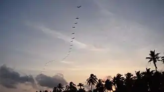 Vögel über San Bernardo del Viento