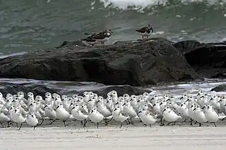 Sanderlinge und Steinwälzer