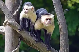 Weißschulter-Kapuzineraffen