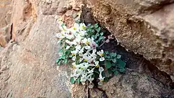 Sarcocapnos enneaphylla