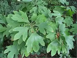 Filé (getrocknete Blätter)