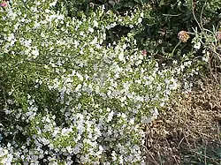 Bohnenkraut (Sommer-Bohnenkraut Satureja hortensis und das Winter-Bohnenkraut Satureja montana)