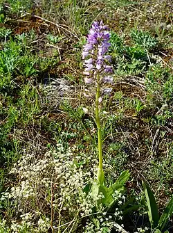 Helm-Knabenkraut und Faserschirm