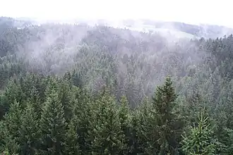 Aufsteigender Nebel aus dem Sauwald in der Nähe von Kopfing