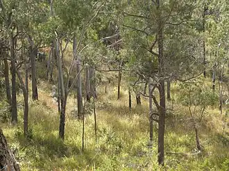 Lichter Eukalyptuswald am Mount Archer