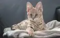 Savannah-Kater (drei Monate alt)