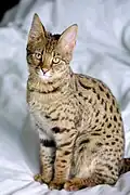 Savannah-Katze (vier Monate alt)