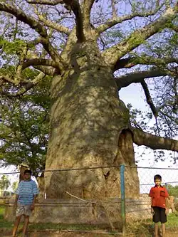 Baobab-Baum in Savanur