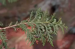 Zweig mit grünen und einem reifen Zapfen